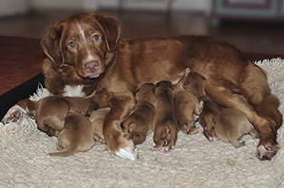 Tyra with litter 9